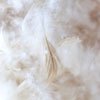FEATHER & DOWN